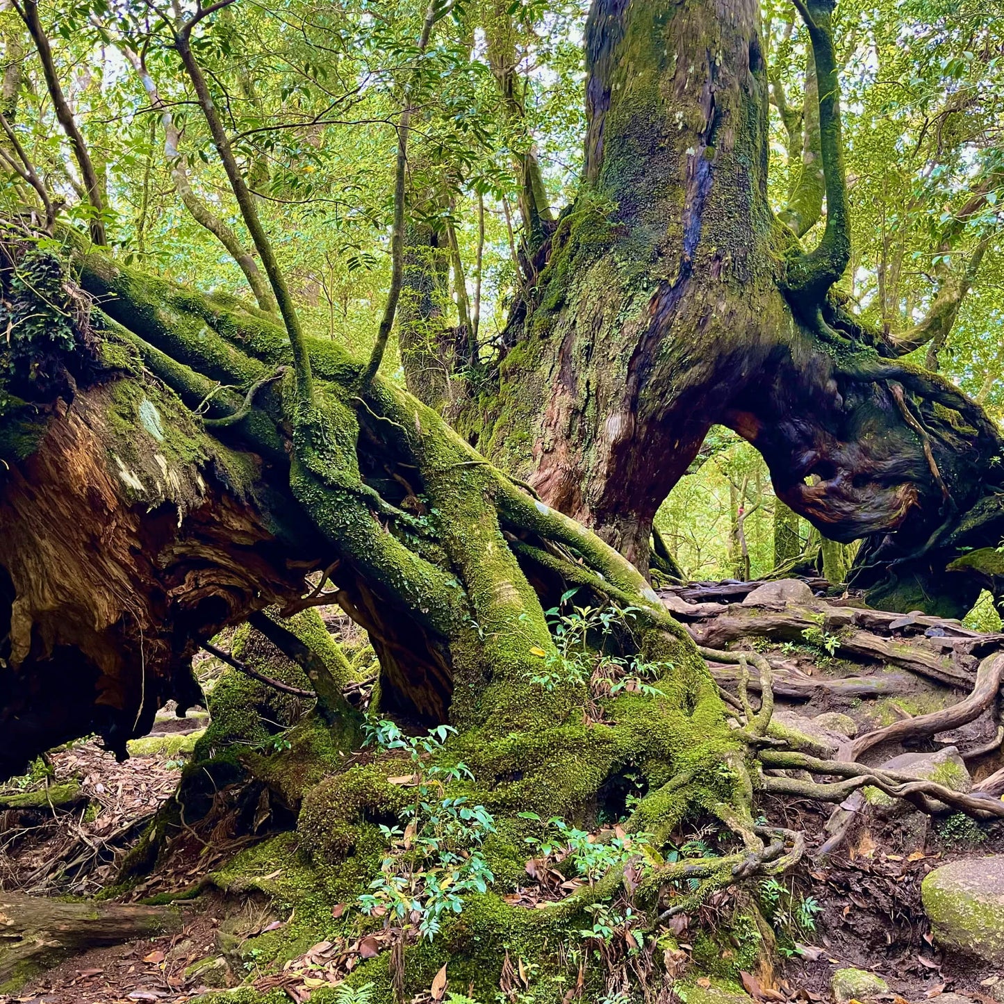 【祈りアート】まがたま円相・屋久杉　生命の記憶　P01