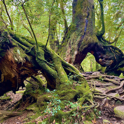 【祈りアート】まがたま円相・屋久杉　生命の記憶　P01